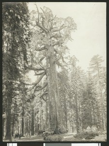 "Grizzly Giant" redwood tree in the Mariposa Grove, Yosemite National Park, ca.1910