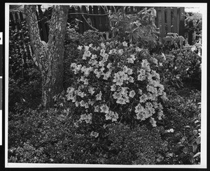 Unidentified bush of flowers in front of a picket fence