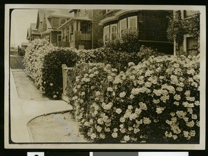 Oakland residences, with flowering hedge, ca.1910