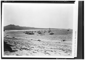 Tuna fleet at Point San Lucas