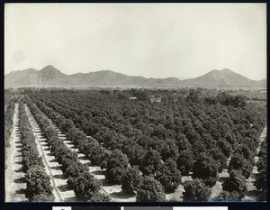 Orange groves of General Luis Torres in Hermosillo, Mexico, ca.1900-1910