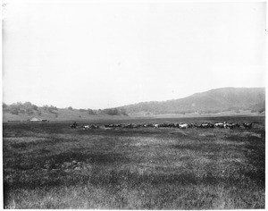 Herd of cattle grazing on the Santa Margarita Ranch, San Diego County