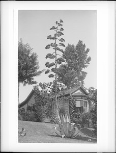 Agave Americana (Century Plant) bloom on Sixth Street and Loomis Street, ca.1895