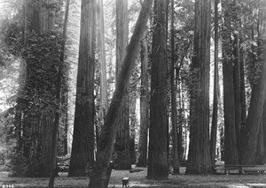 Tall redwood trees in Santa Rosa, Sonoma County, California, ca.1900-1920