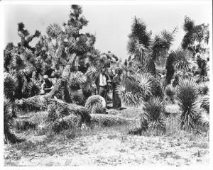 Three people standing in a grove of yuccas in Joshua Tree, California