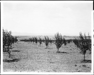 View of a prune orchard in the San Fernando Valley, California, ca.1900