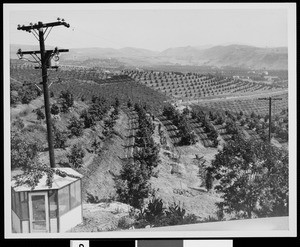 Orchard rows along a sloped hill, ca.1925