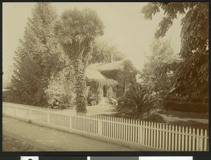 Vine-covered residence of Luther Burbank in Santa Rosa, ca.1906