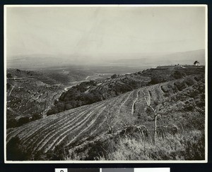 Avacado fruit trees growing on a tiered hillside (north of Whittier?)