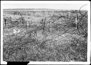 Barbed wire entanglement in World War I, ca.1914