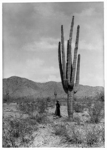 Woman standing beside a giant cactus in the Arizona desert, ca.1920