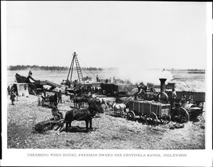 Steam threshing beans on the Centinela Ranch, California