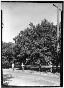 Puente walnut orchard, showing men shaking down nuts, October 19, 1927