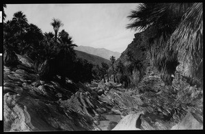 Palm Canyon near Palm Springs, showing mountains in the background, ca.1900