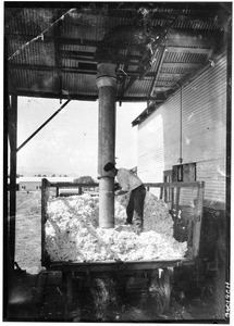 Man unloading cotton into a truck