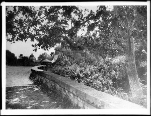 Sycamore tree on the road to Mission Santa Barbara, 1901