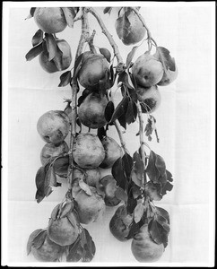 Close-up of a specimen of 19 pears on a branch