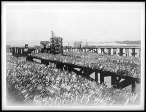 Sardines being prepared for the cannery