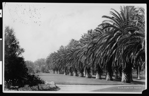 Line of palm trees in South Park