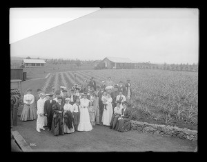 Los Angeles Chamber of Commerce group of people in pineapple grove, Hawaii, 1907