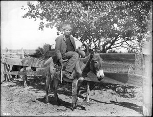 Musha, a Navajo Captain, on his burro, 1898