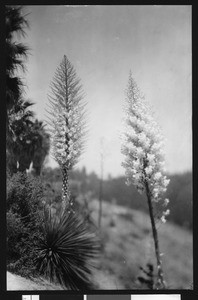 Spanish bayonet blossoms (yucca whipple blossoms)