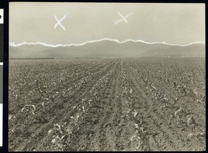 A view of a mammoth cornfield, Oregon