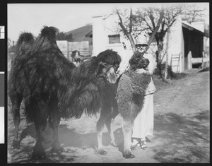 Camels at a zoo or farm, ca.1920