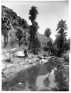 Palm Canyon near Palm Springs, showing a stream in the foreground, ca.1900