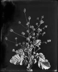 Close-up of a specimen of black mustard (Brassica nigra), ca.1920