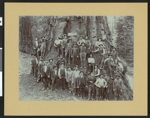 Men posing around a large tree in Visalia, Tulare County, 1900-1940