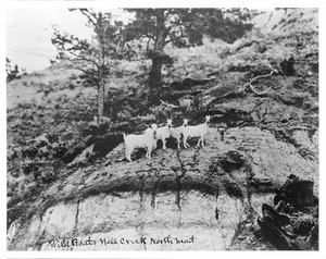 Wild goats on a mountainside at Hell Creek in northern Montana, ca.1890