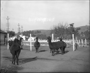 Collection of llamas at the Los Angeles Zoo