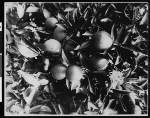 Oranges and blossoms from a grove, ca.1910