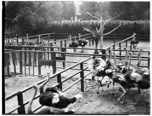 Corralled ostriches in Lincoln Park