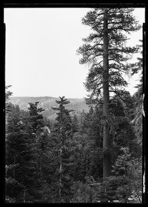 Dense forest of pine trees, showing large tree in foreground, Big Pines