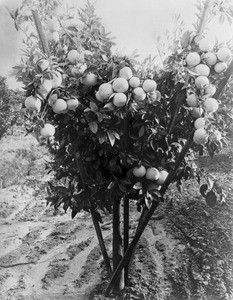 A grapefruit tree, California, ca.1910