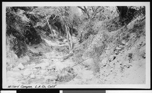 Millard Canyon, showing rocky valley, Altadena