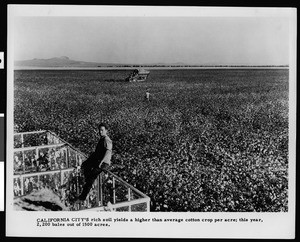 California City's cotton crop, ca.1960