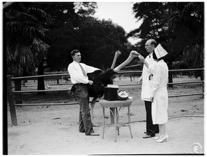Throat specialist C. Saxton feeding an ostrich in Lincoln Park