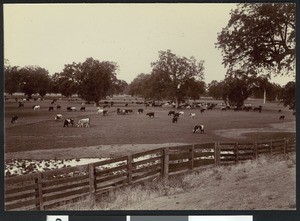 Cattle grazing at a cattle ranch in Red Bluff, 1900-1940