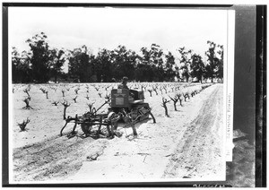 Tractor cultivating (or plowing) in a vineyard