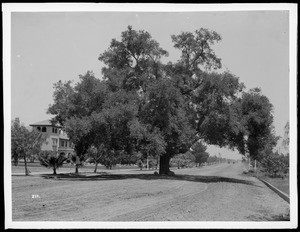 A huge live oak tree in the middle of Orange Grove Avenue (Marengo Avenue?), Pasadena, ca.1890-1907