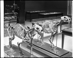 Interiors of the Los Angeles County Museum of Natural History showing skeletal displays of saber tooth tigers, ca.1920