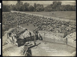 H. Bowman stock ranch, dipping sheep, Oregon