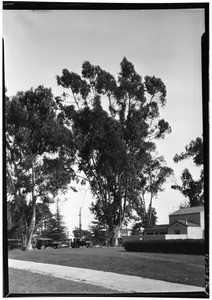 Eucalyptus trees, Exposition Park, March 15, 1927