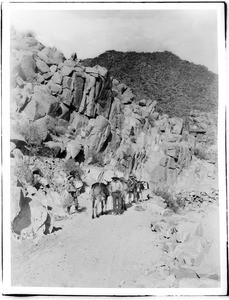 Prospectors and their pack mules on the Campo trail in Devil's Canyon, 1904