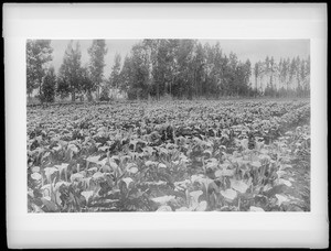 Calla Lily field with trees in the background, ca.1896