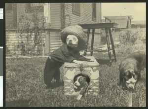 Dogs playing in a yard