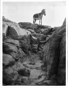 Hopi Indian burro standing on the rocks, Walpi, Arizona, ca.1900